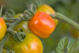 Zaraza ziemniaczana na pomidorach - jak ją zwalczać?